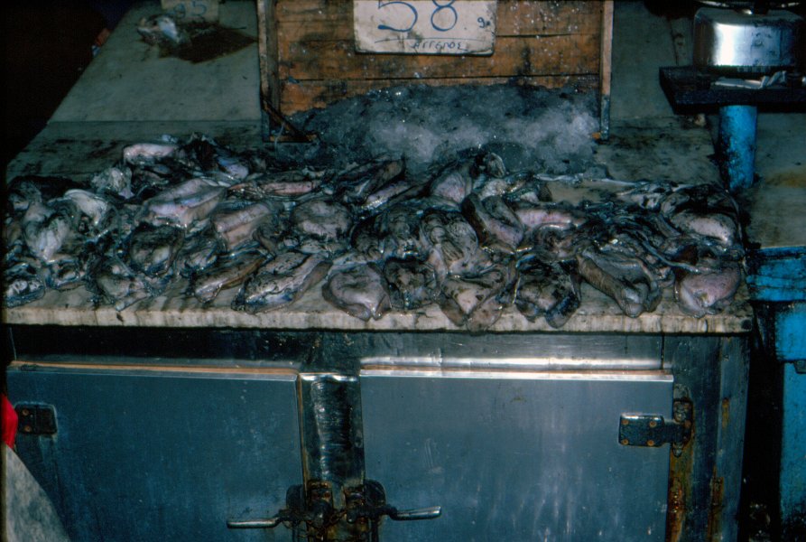 1978DelphiCruise-0001