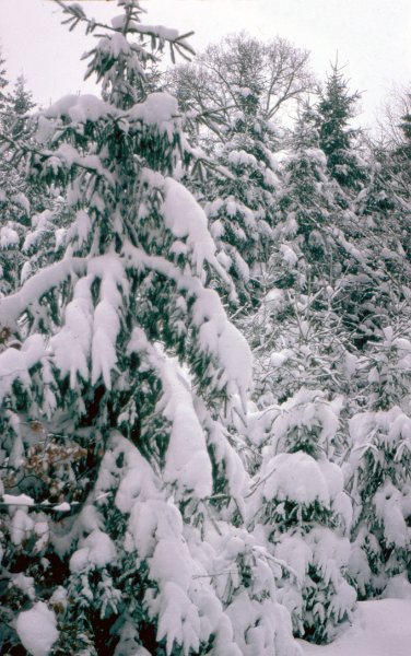 1979WinterEssentho0011