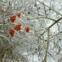 hiver1988-05