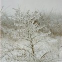 hiver1988-08